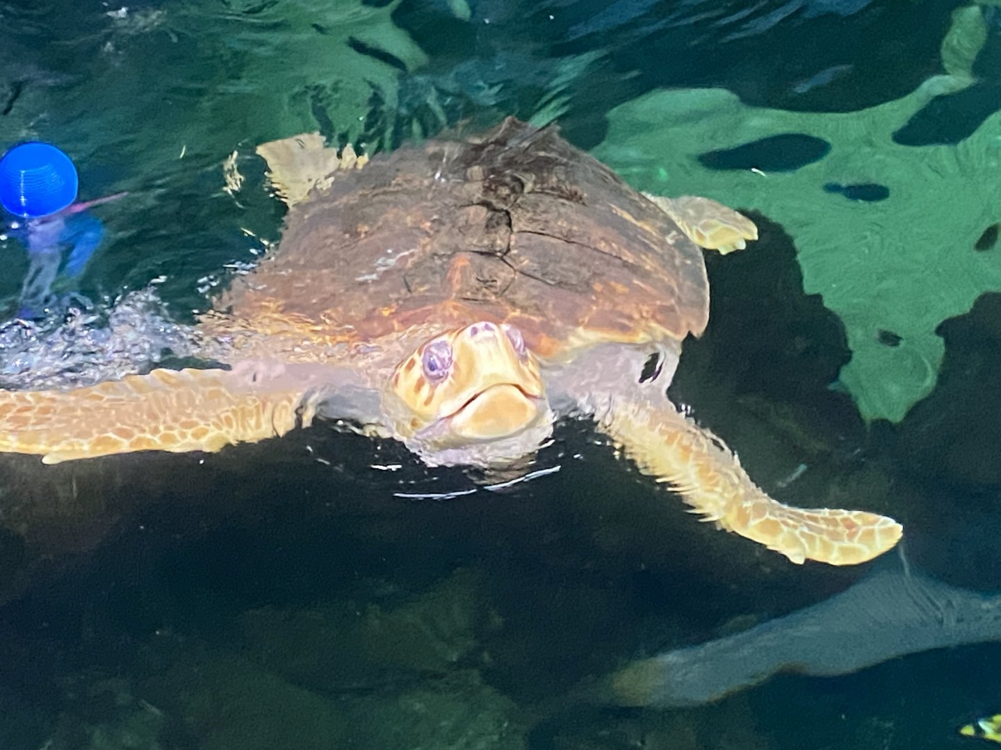 Loggerhead turtle 070124