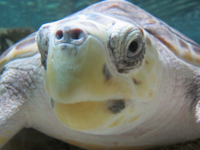 Loggerhead Turtle 2014.