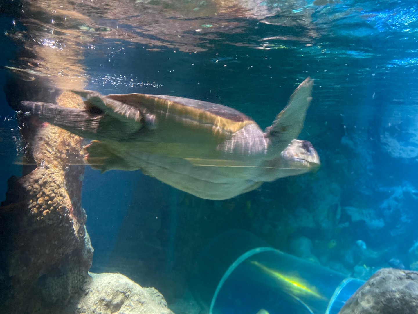 Loggerhead turtle 240122