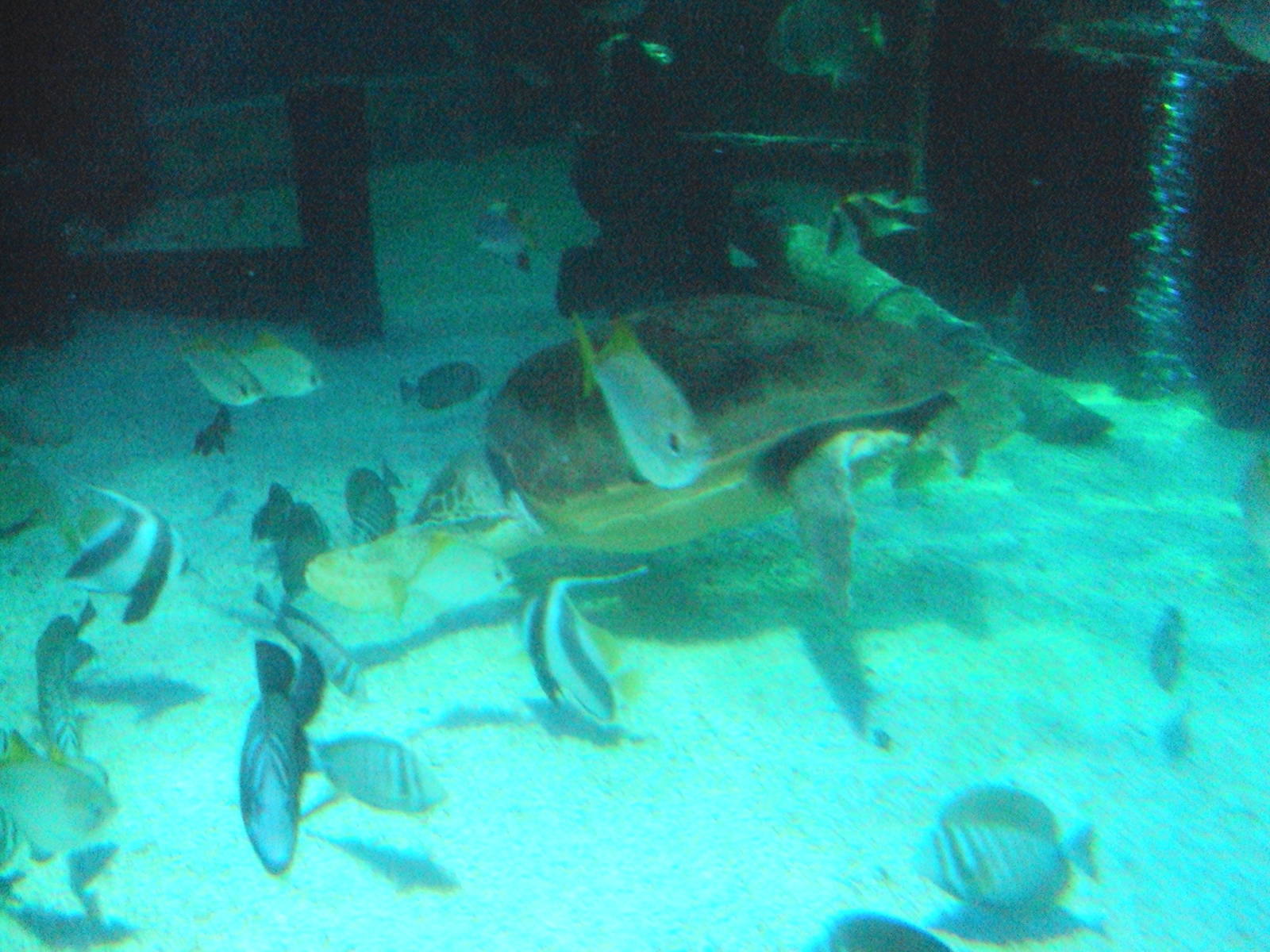 Loggerhead Turtle and reef fish