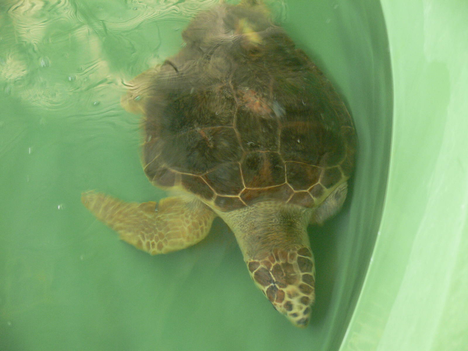 Loggerhead Turtle at IBCCTRC, 26/07/13