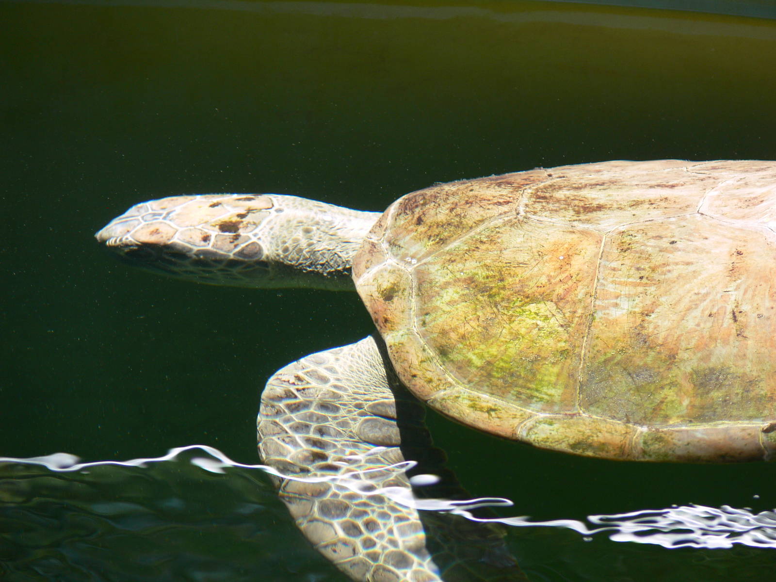Loggerhead Turtle at IBCCTRC, 26/07/13