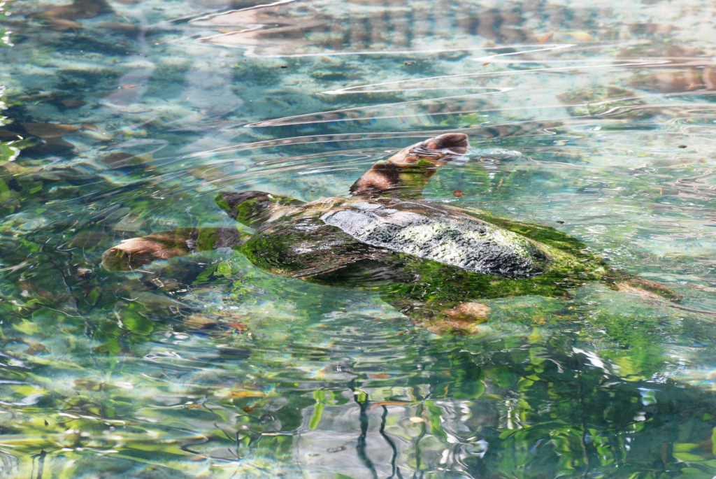 Loggerhead Turtle at Miami Seaquarium, 16/10/13
