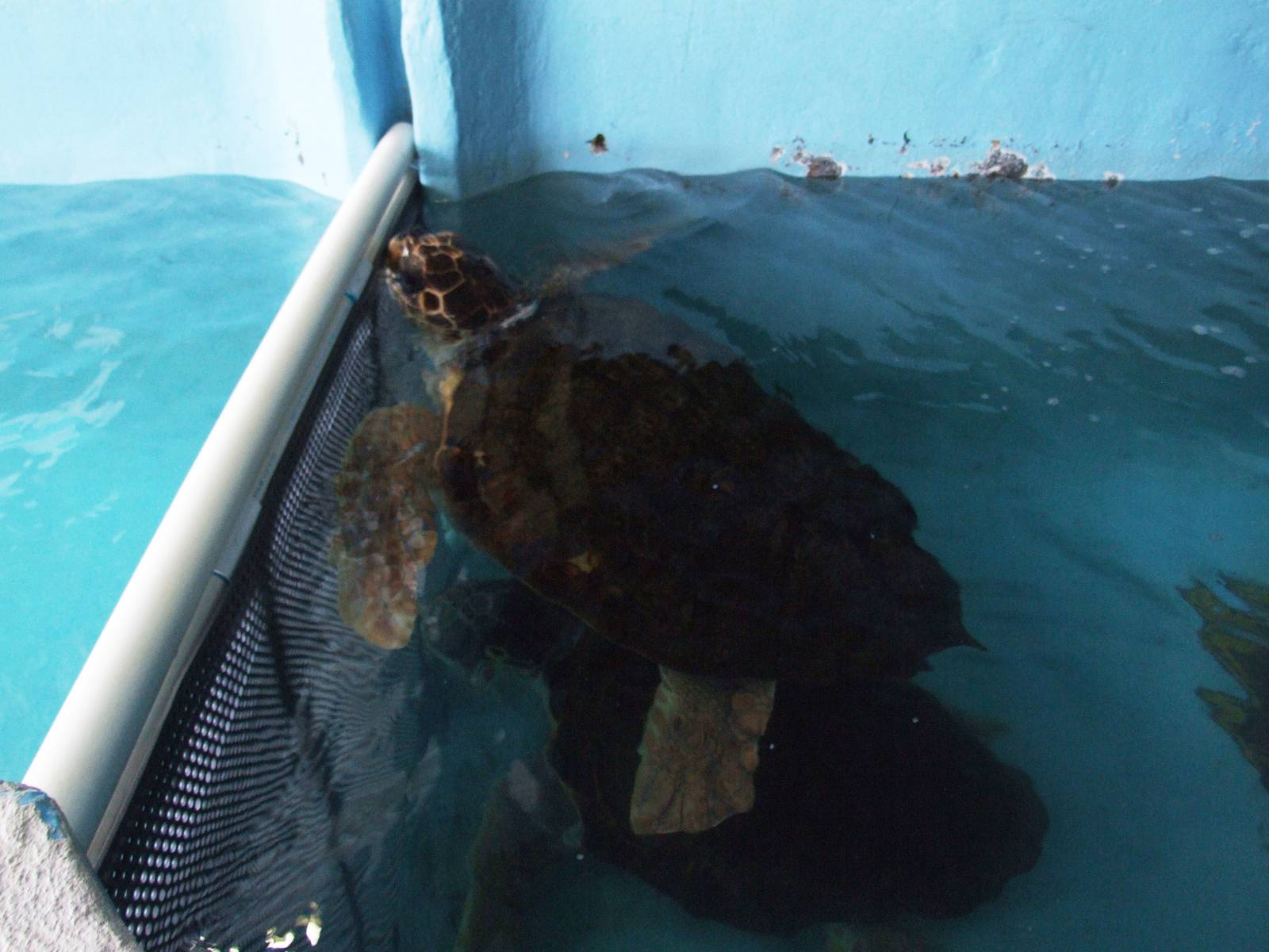 Loggerhead Turtle at Mote, 07/10/13