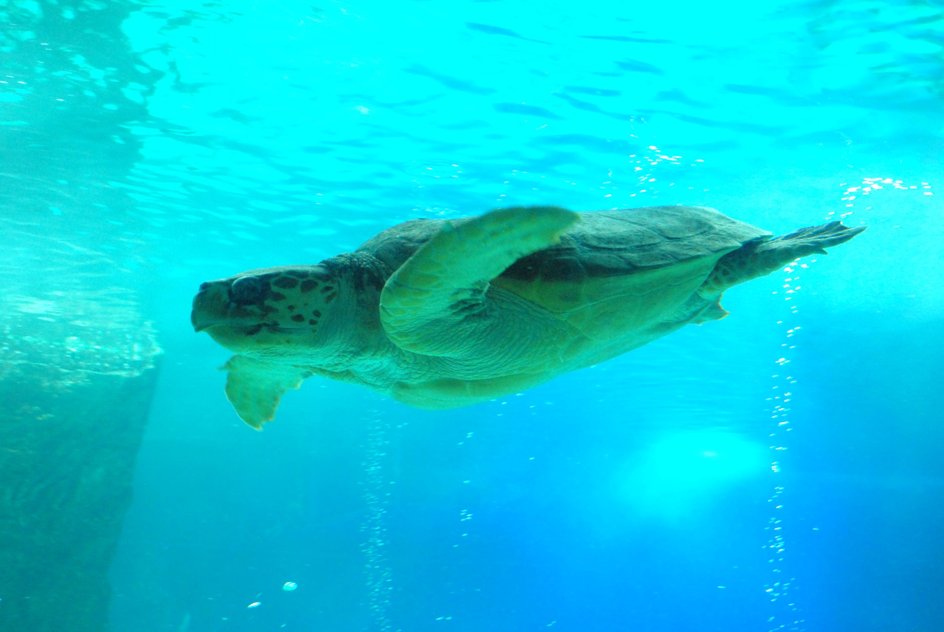 Loggerhead Turtle at Zoo Aquarium de Madrid, 20th May 2022