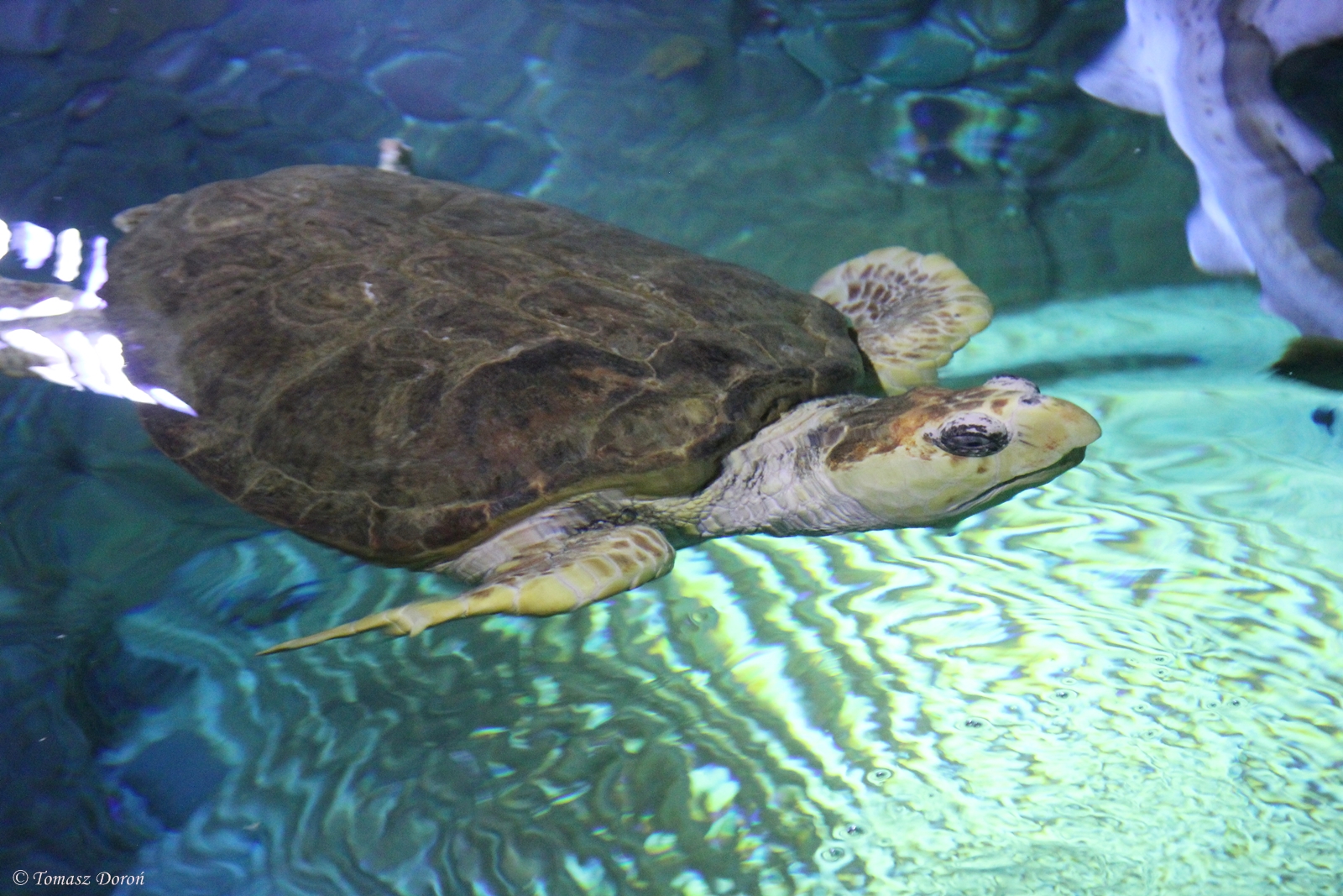 Loggerhead turtle (Caretta caretta)