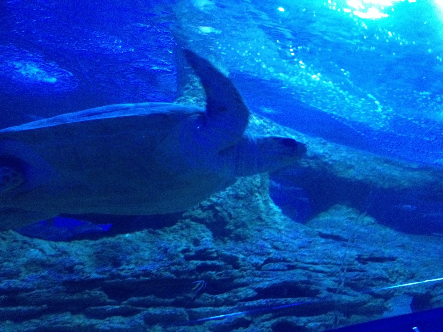 Loggerhead Turtle (Caretta caretta)