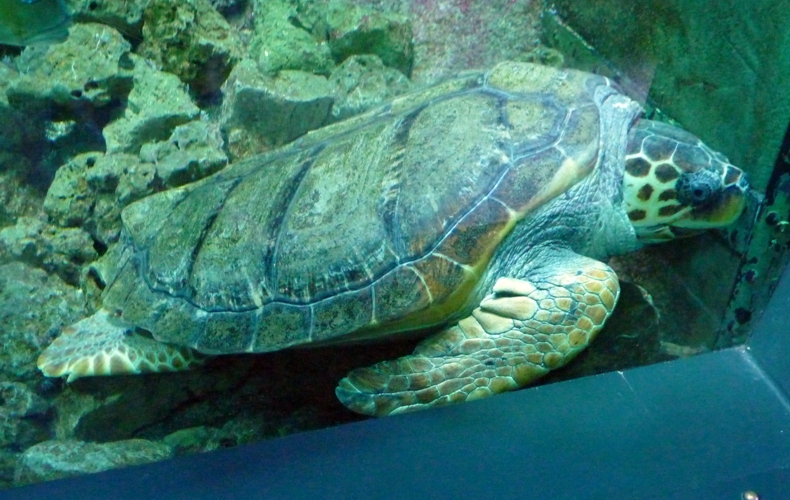 Loggerhead turtle (Caretta caretta)
