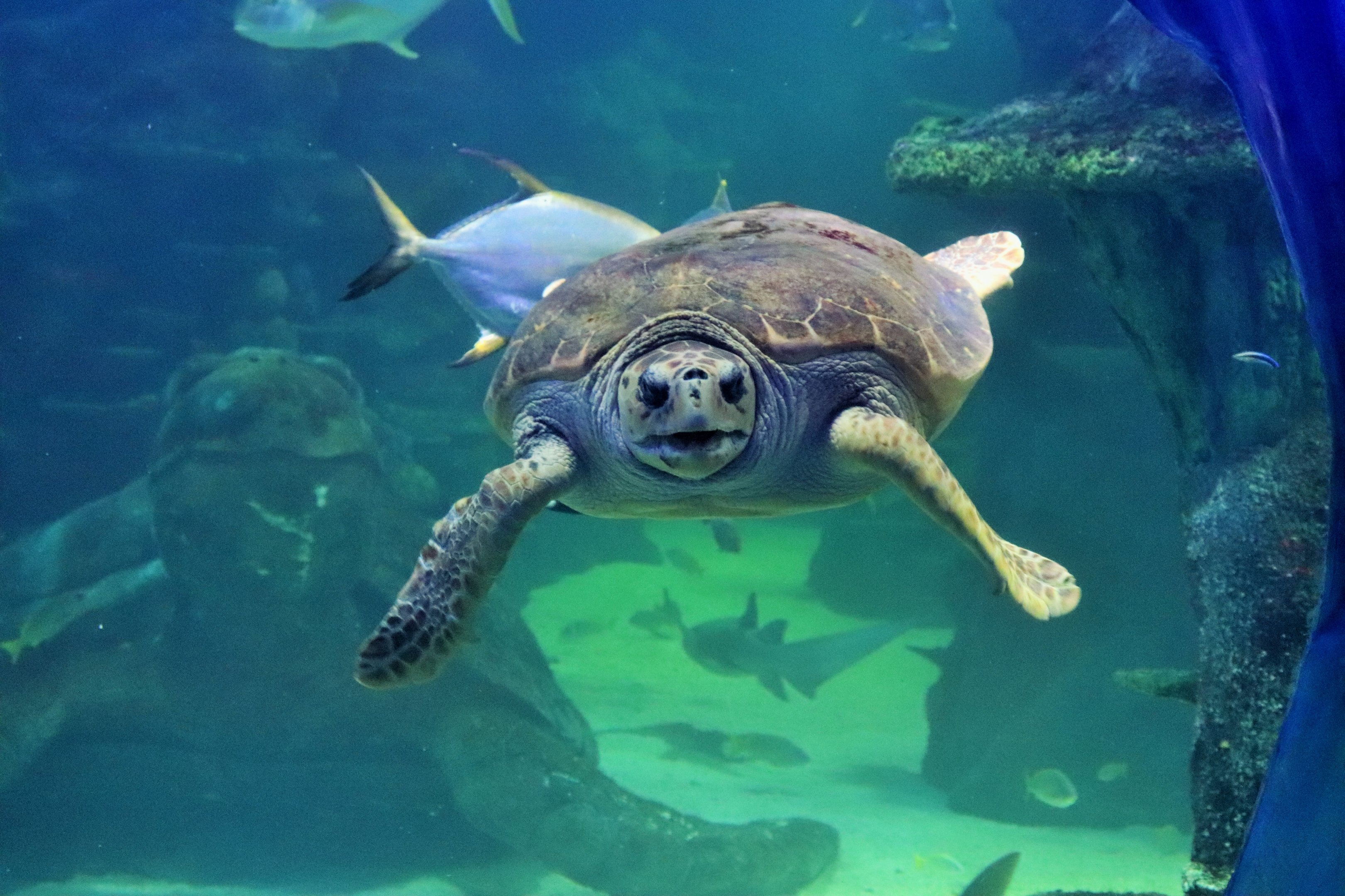 Loggerhead Turtle (Caretta caretta)