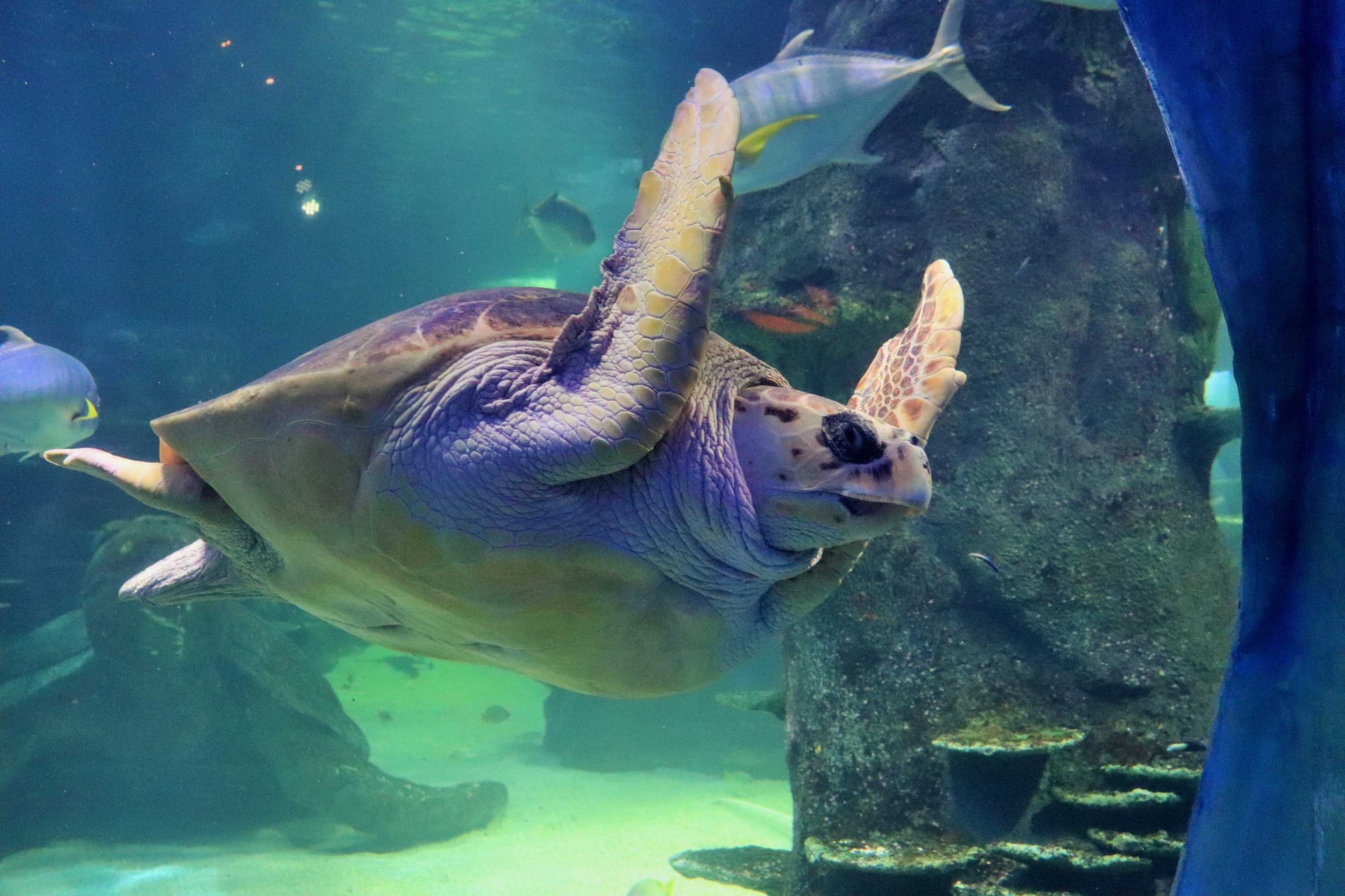 Loggerhead Turtle (Caretta caretta)