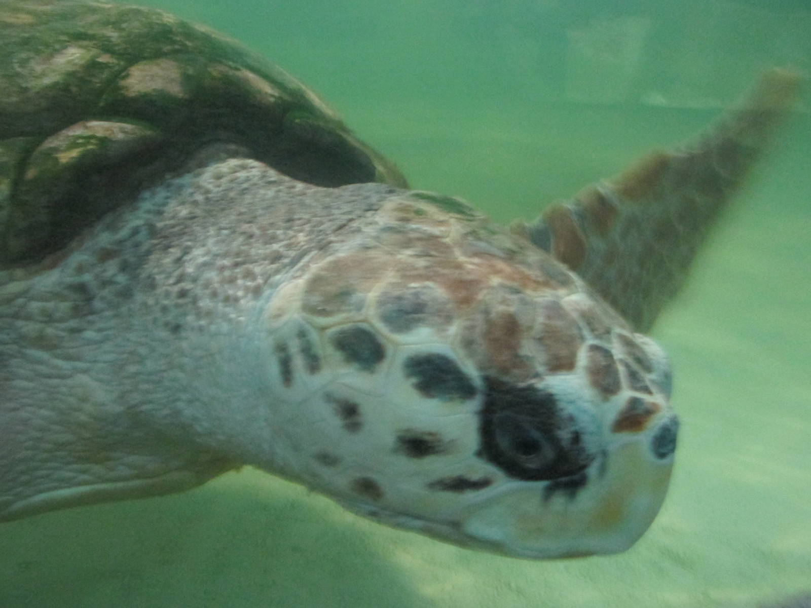 loggerhead turtle jorge acuario mendoza