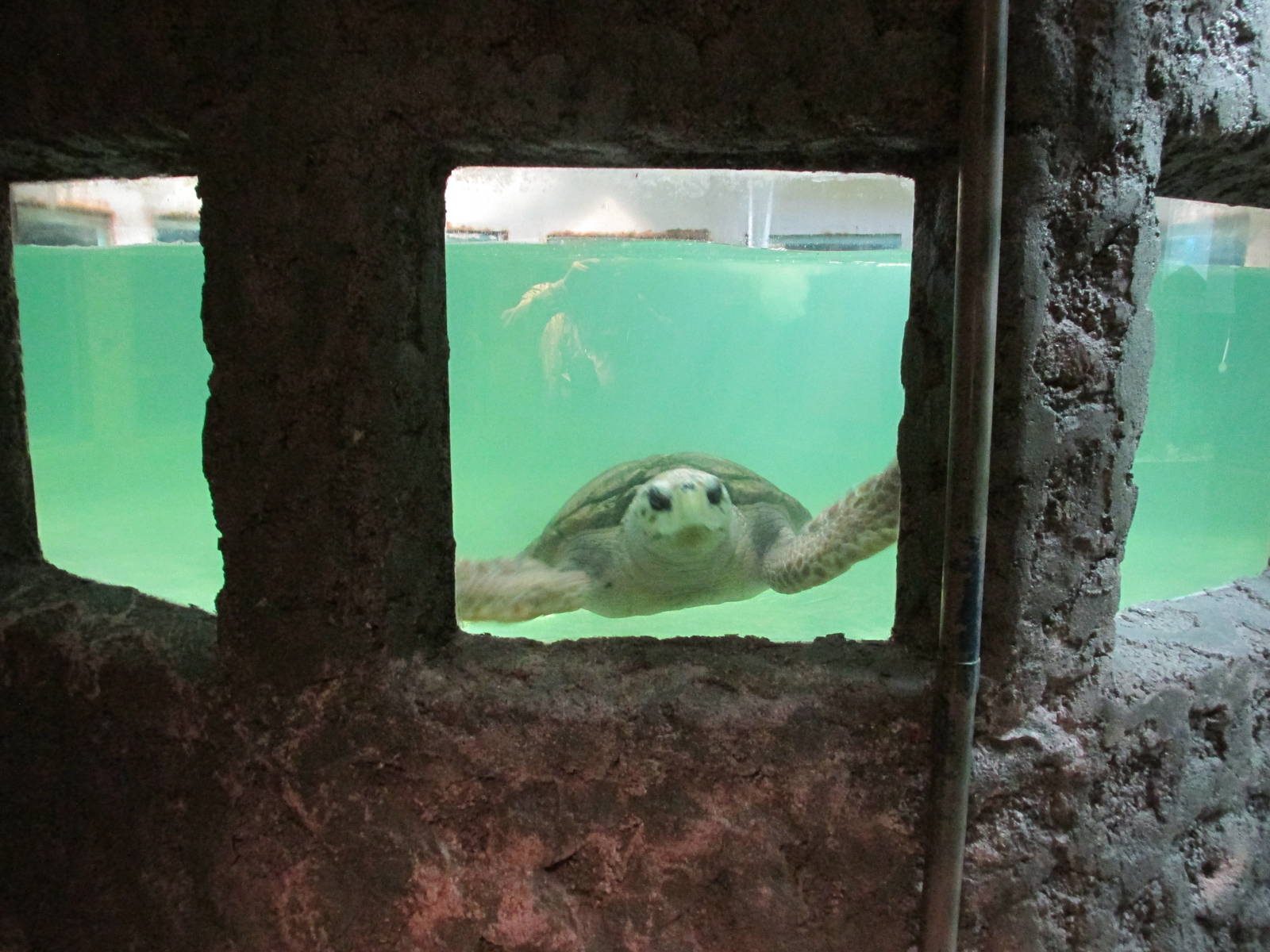 loggerhead turtle jorge exhibit acuario mendoza