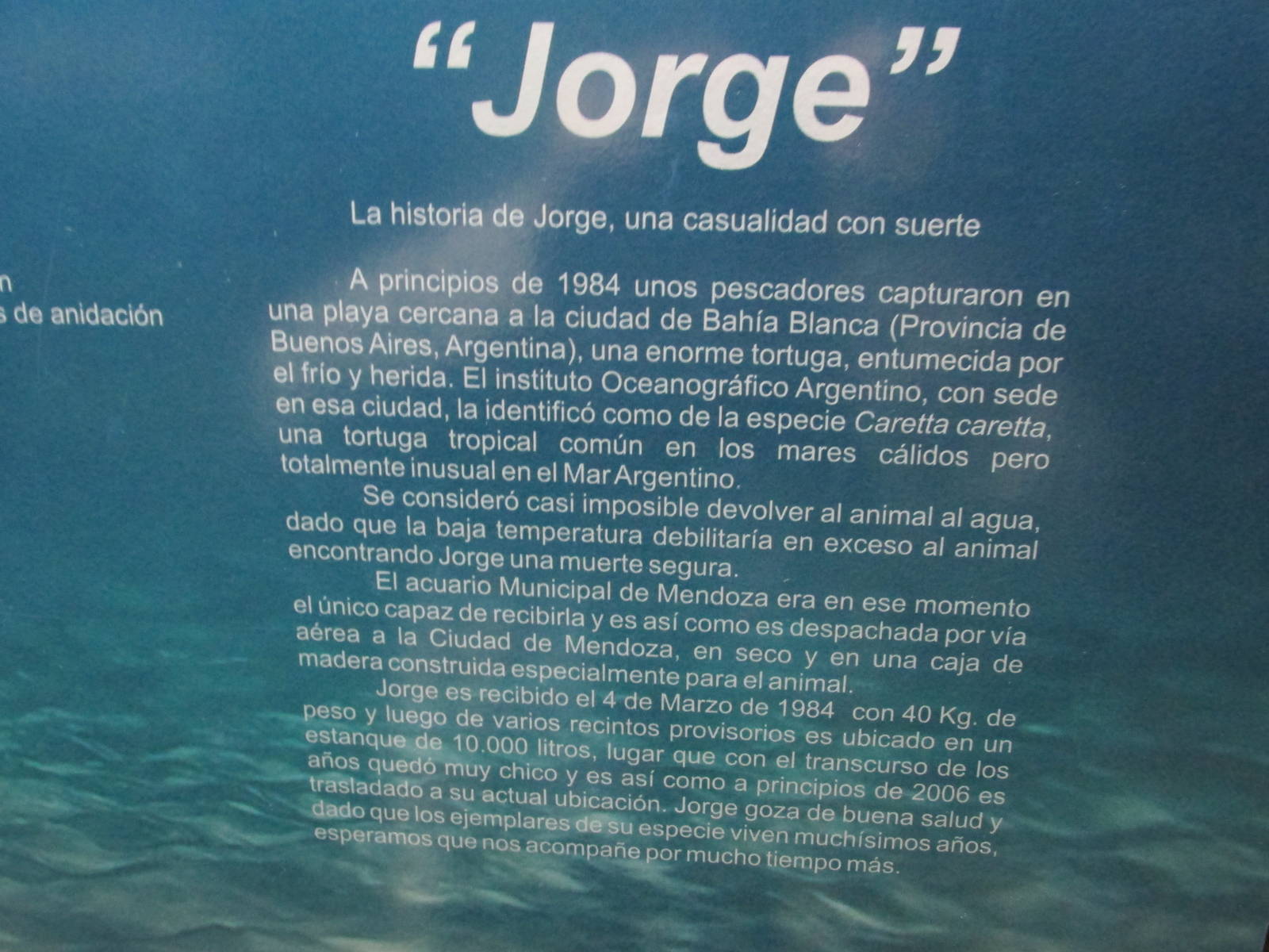 loggerhead turtle jorge sign acuario mendoza