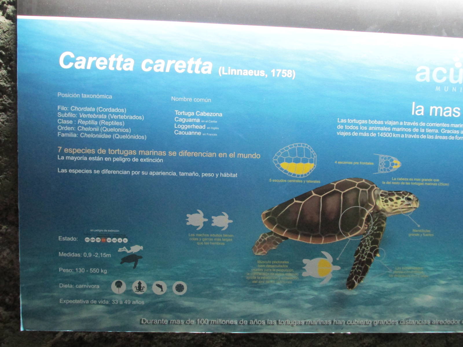 loggerhead turtle jorge sign acuario mendoza