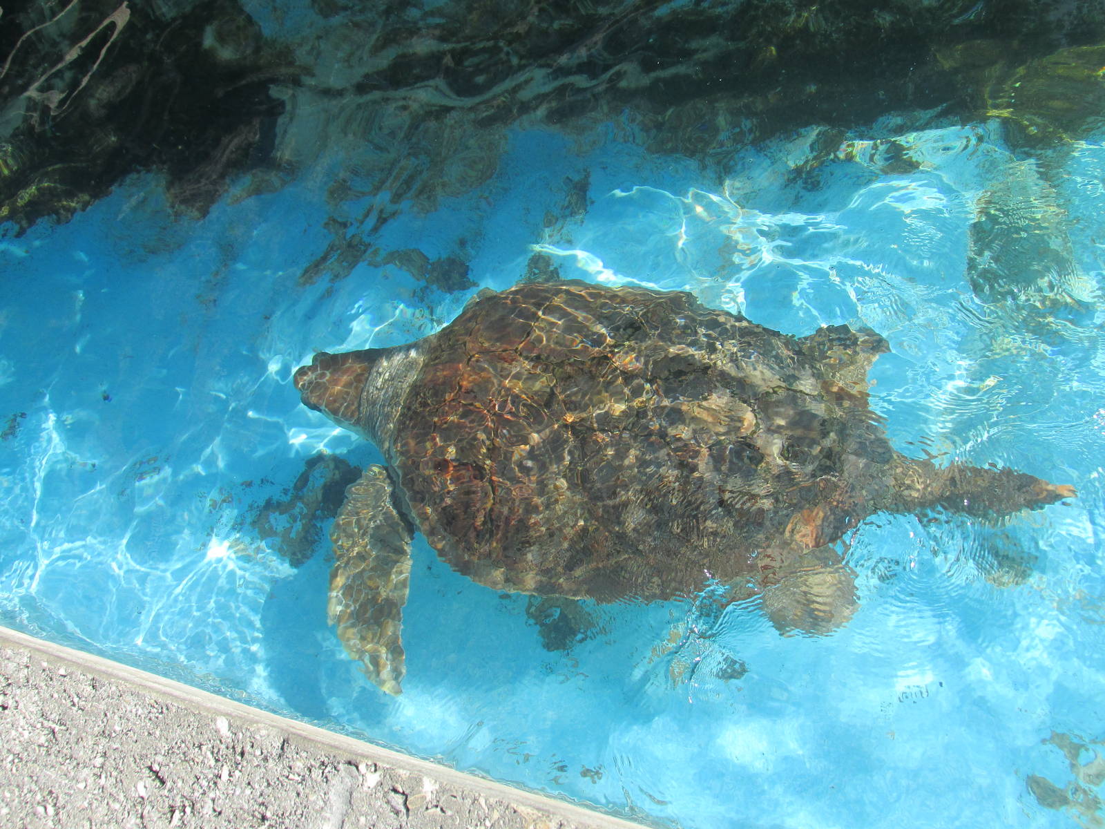 loggerhead turtle male acuario nacional