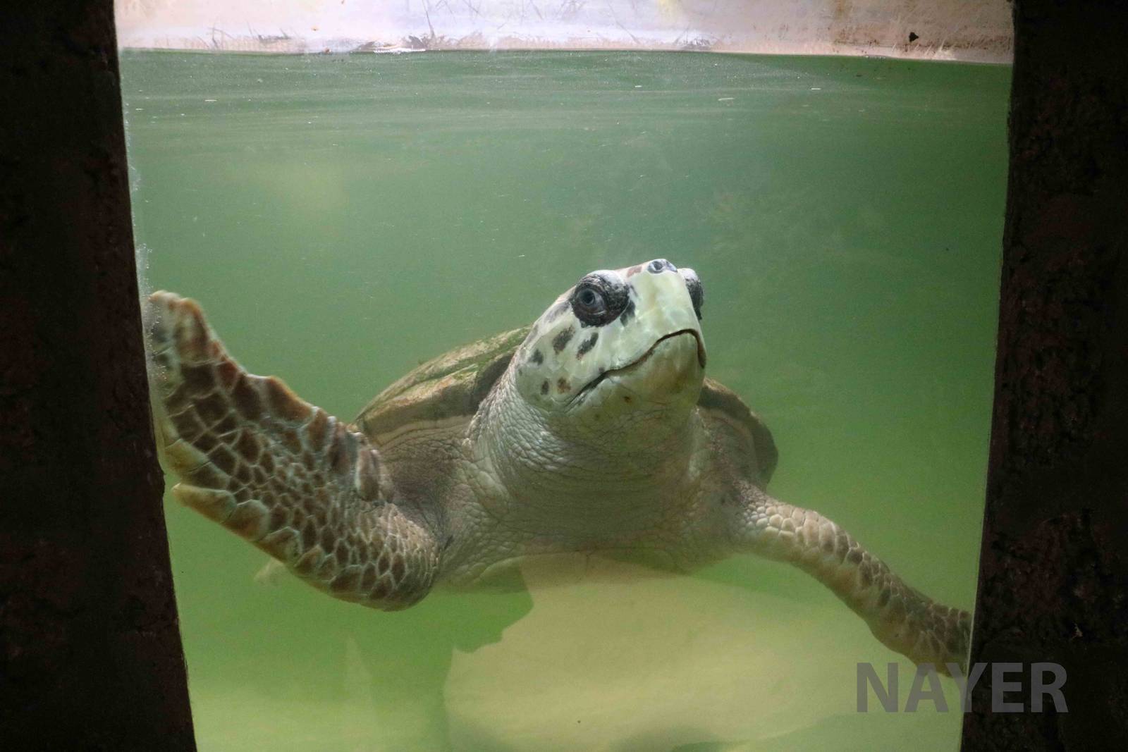 Loggerhead turtle - Mendoza Aquarium, April 2016