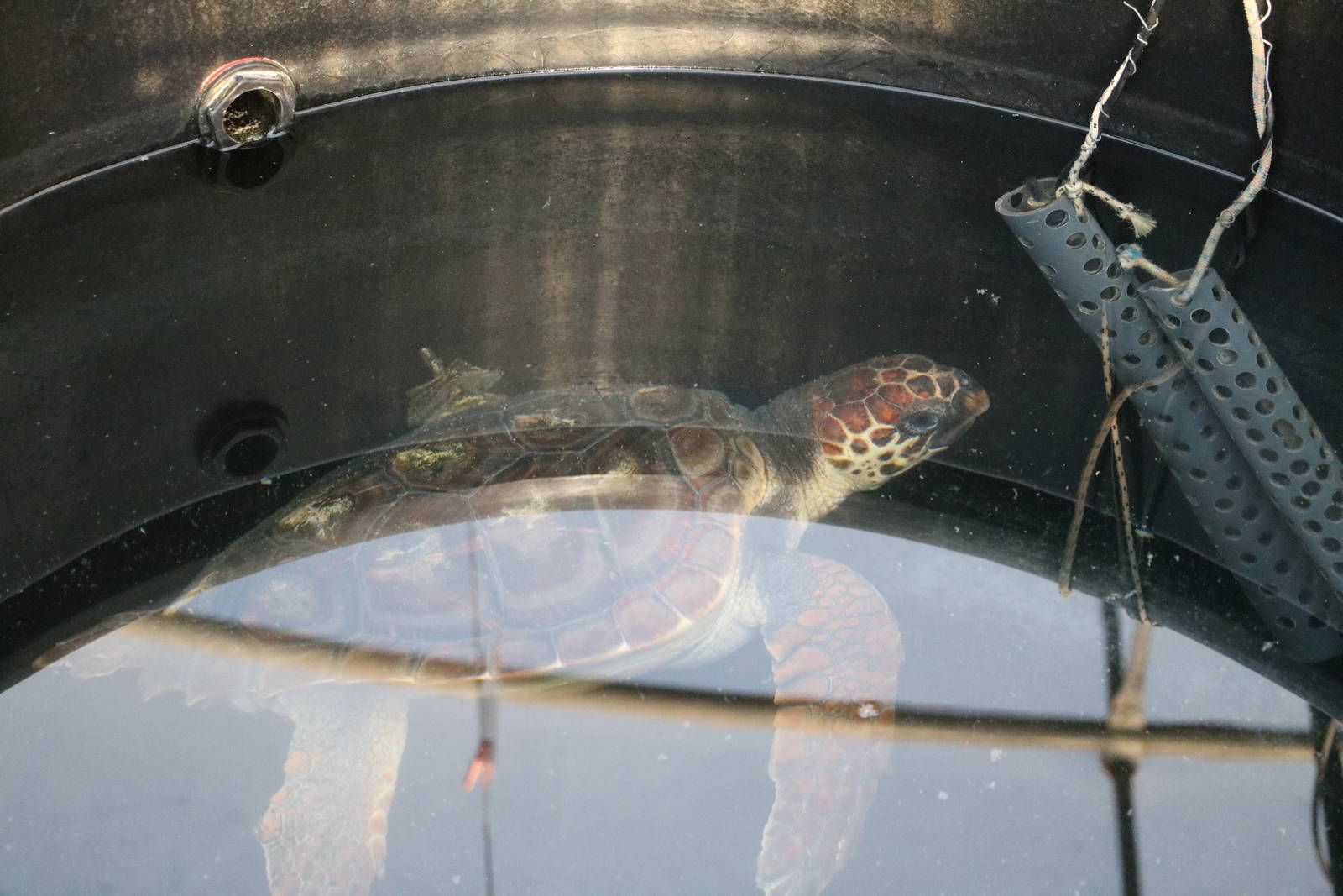 Loggerhead turtle - Sea Turtle Rescue Centre, February 2016