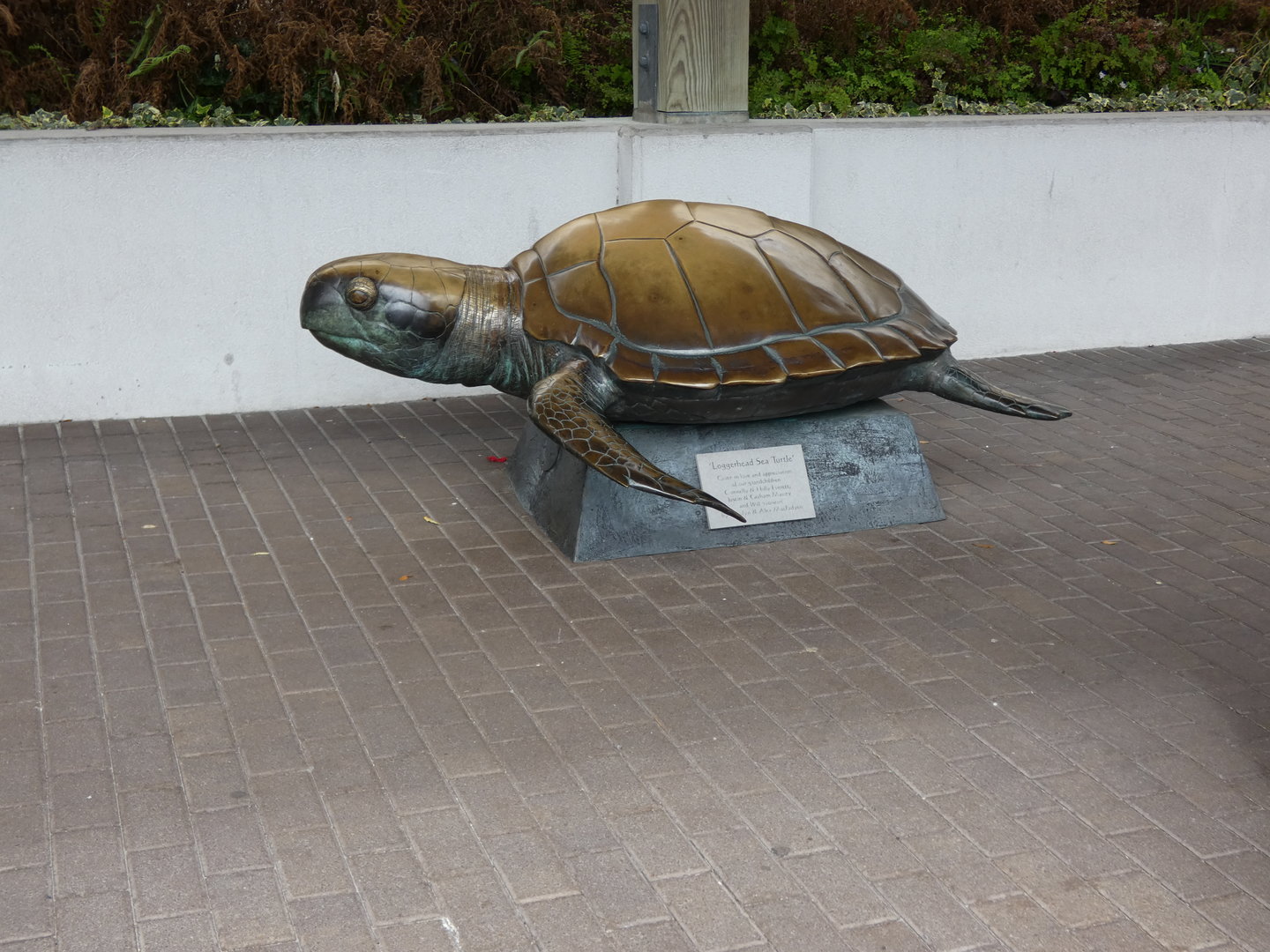 Loggerhead Turtle statue