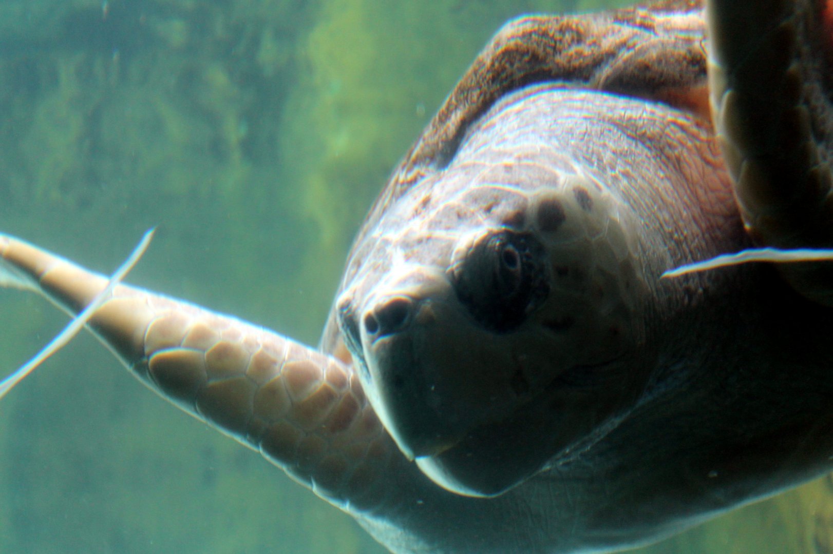 Loggerhead Turtle