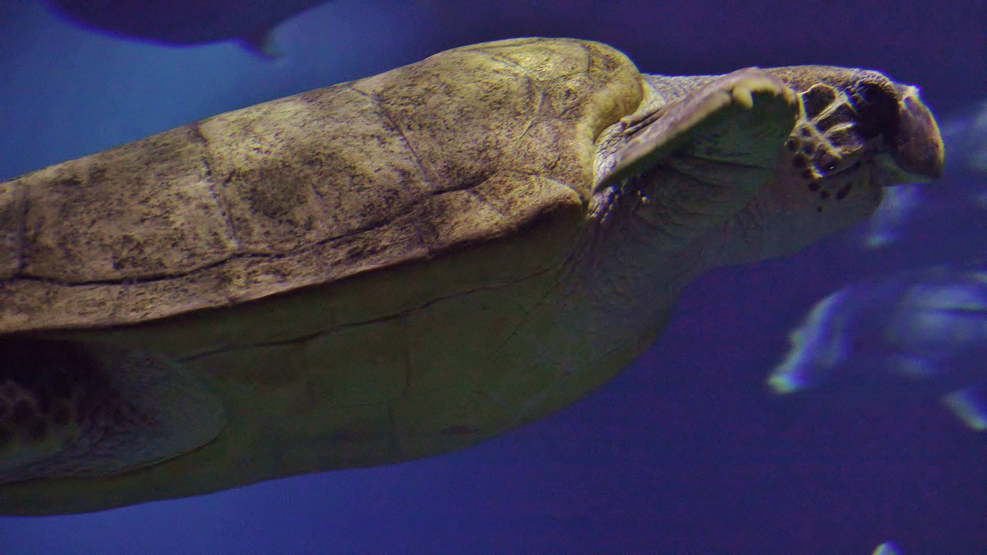 Loggerhead Turtle