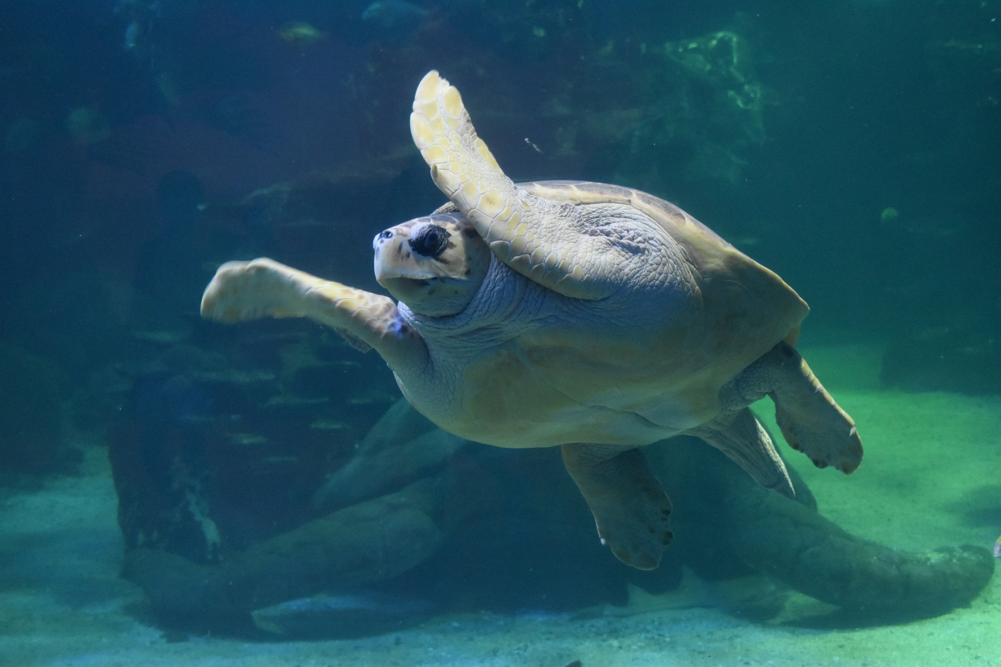 Loggerhead Turtle