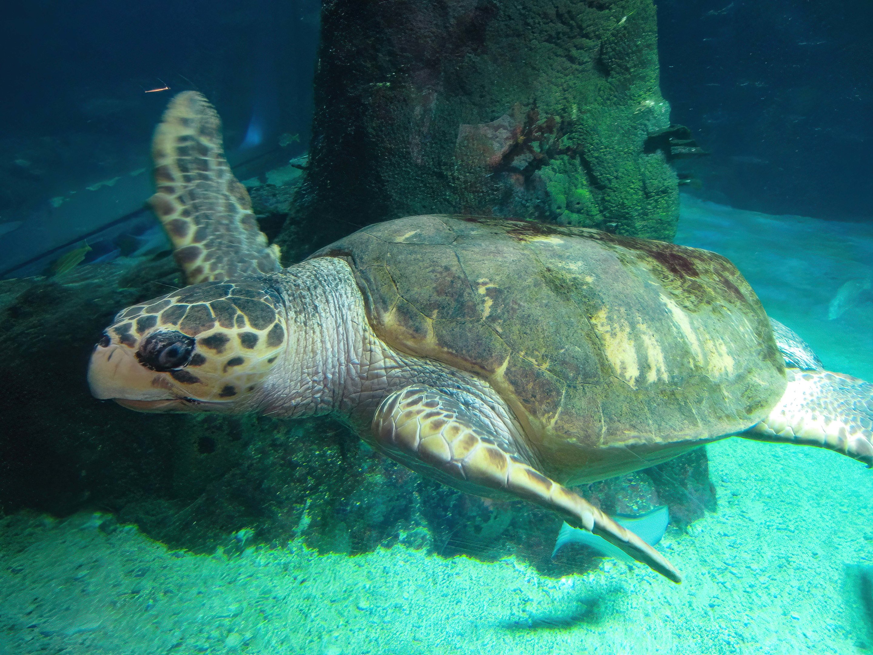 Loggerhead Turtle