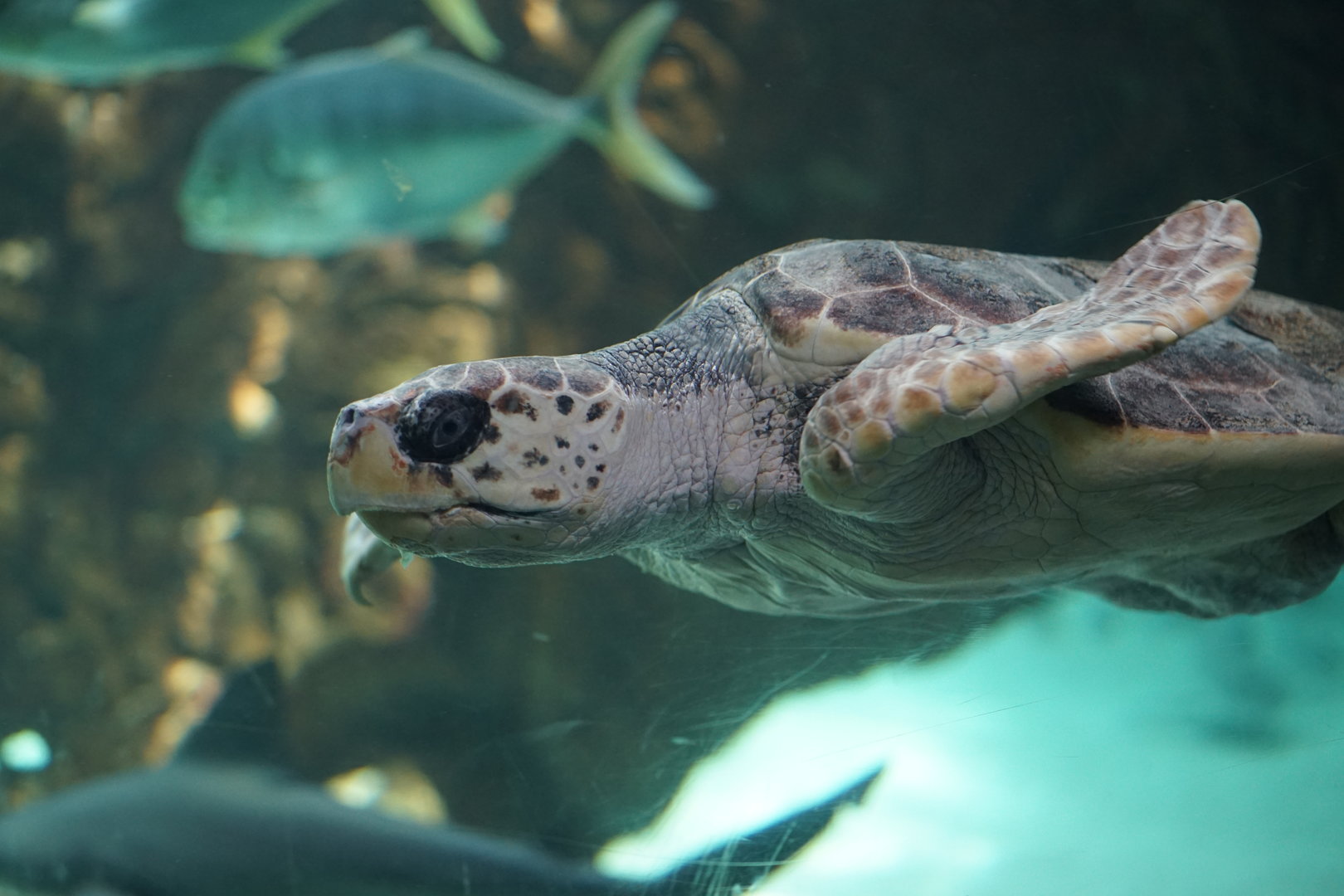 Loggerhead turtle