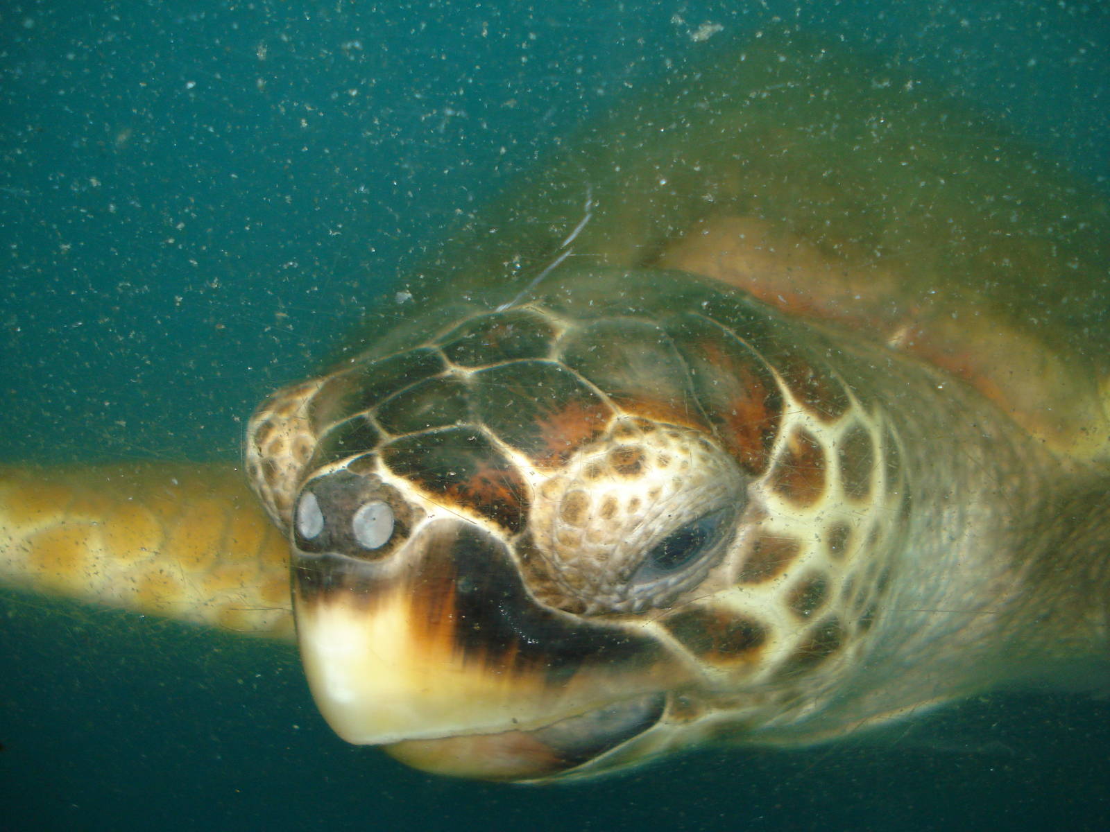 Loggerhead turtle