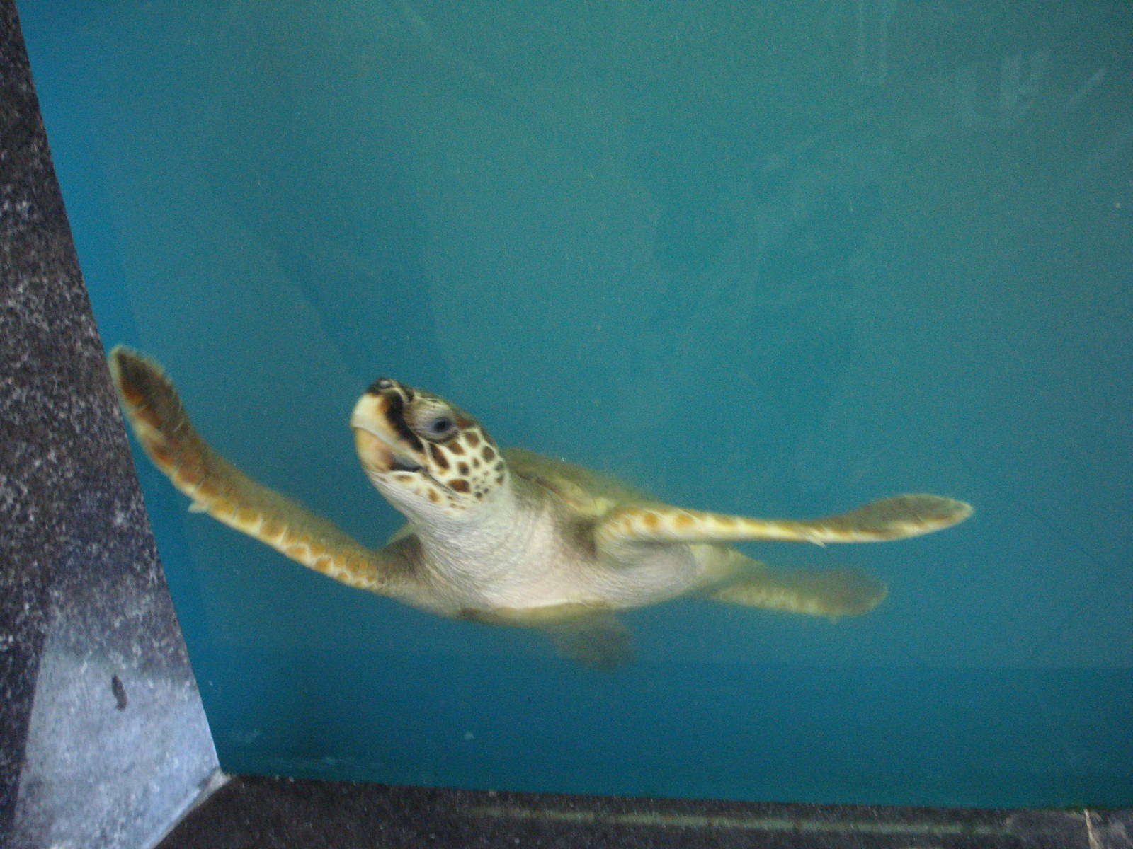 Loggerhead turtle
