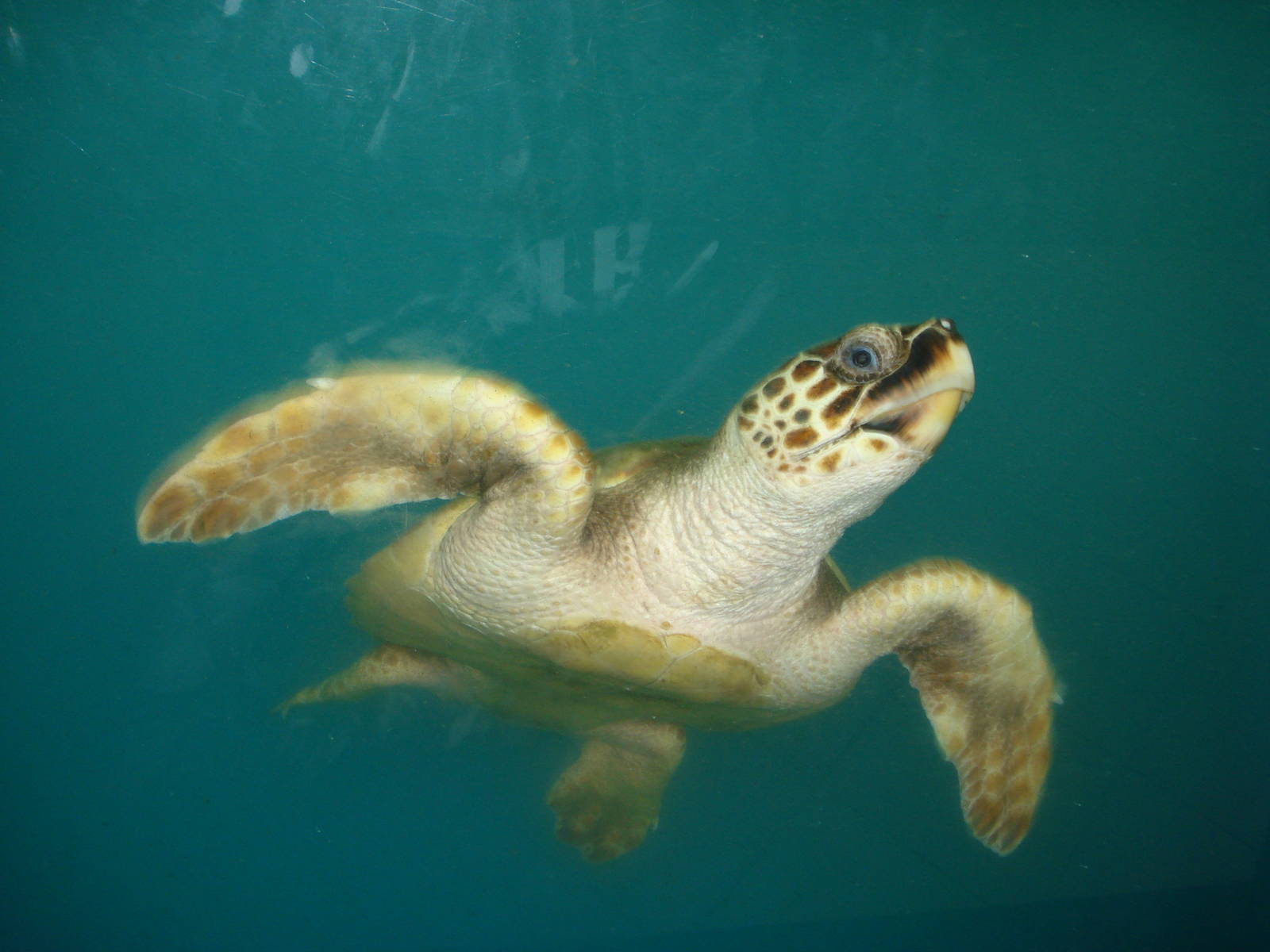 Loggerhead turtle