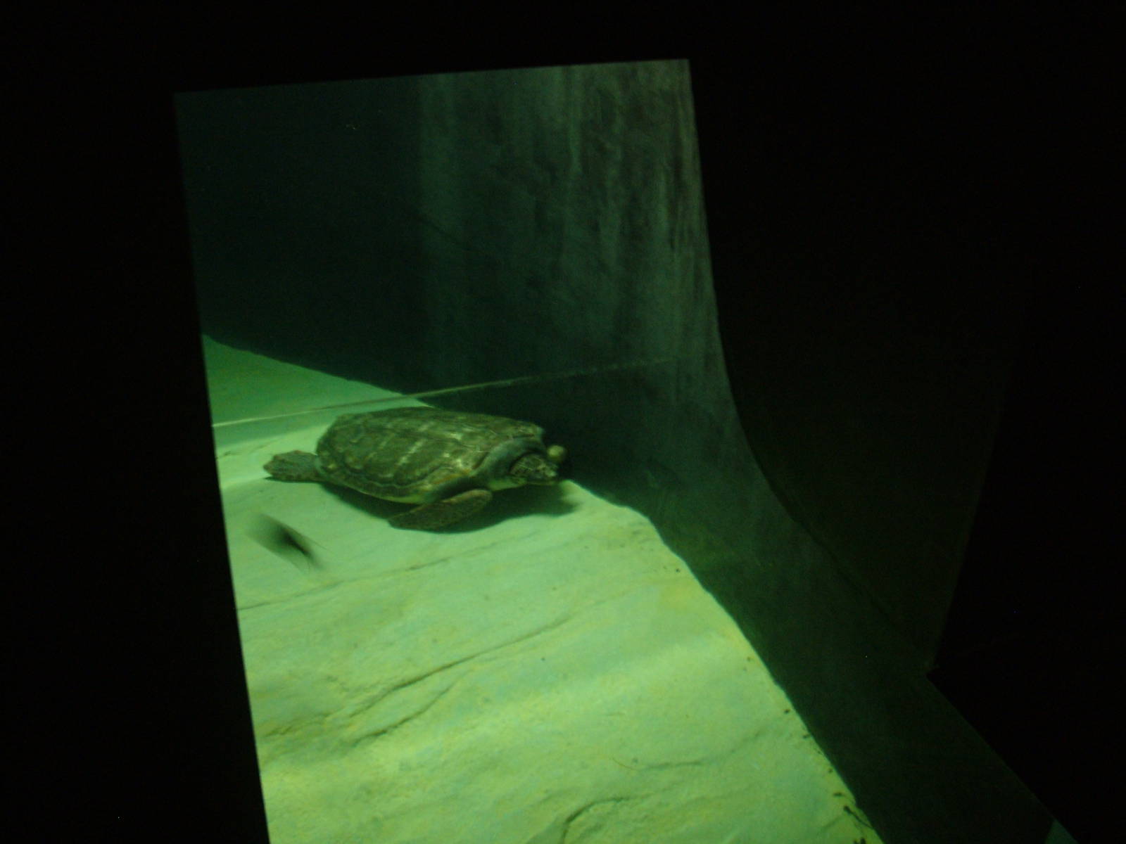 Loggerhead Turtles at Lisbon Oceanarium, 25/05/11
