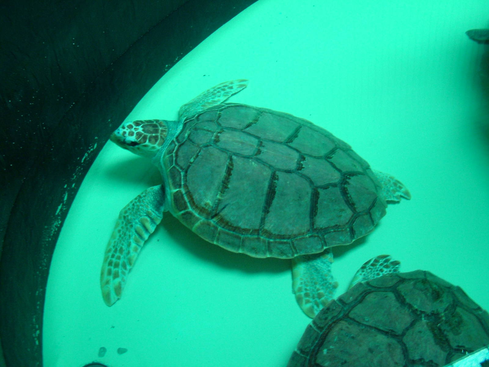 Loggerhead Turtles at Vasco da Gama Aquarium, 25/05/11