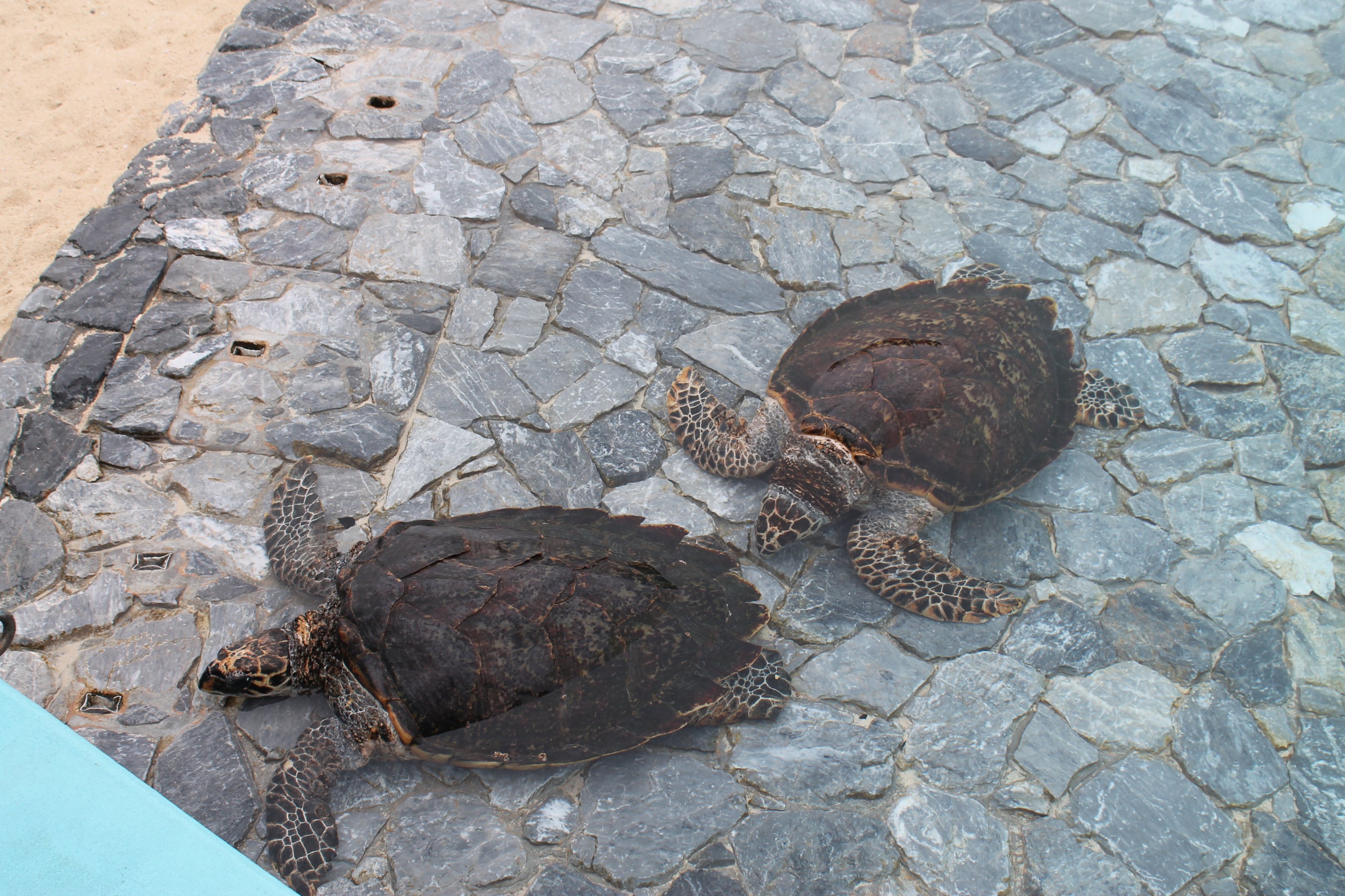 Loggerhead Turtles