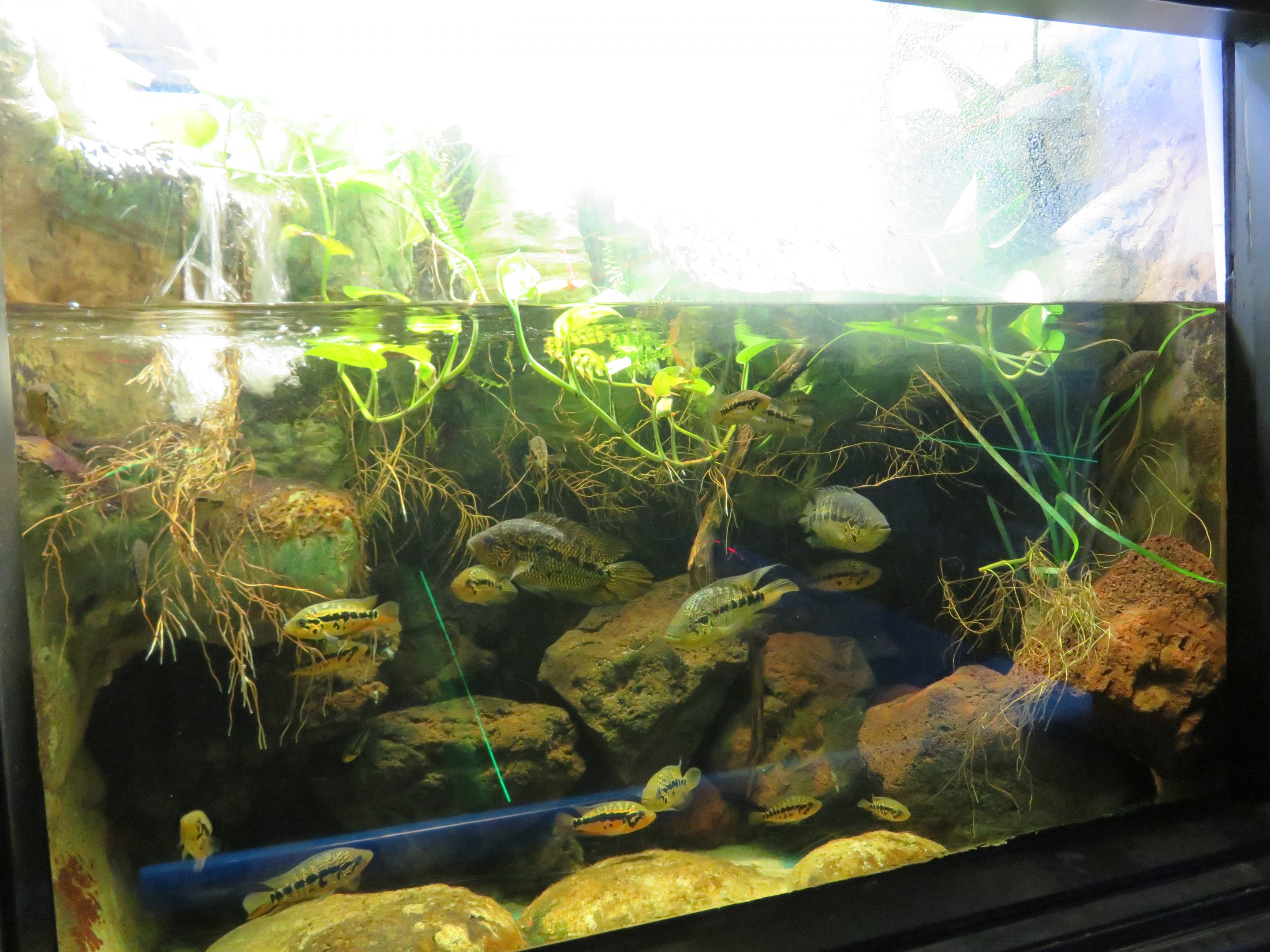 Loiselle's Cichlid Tank