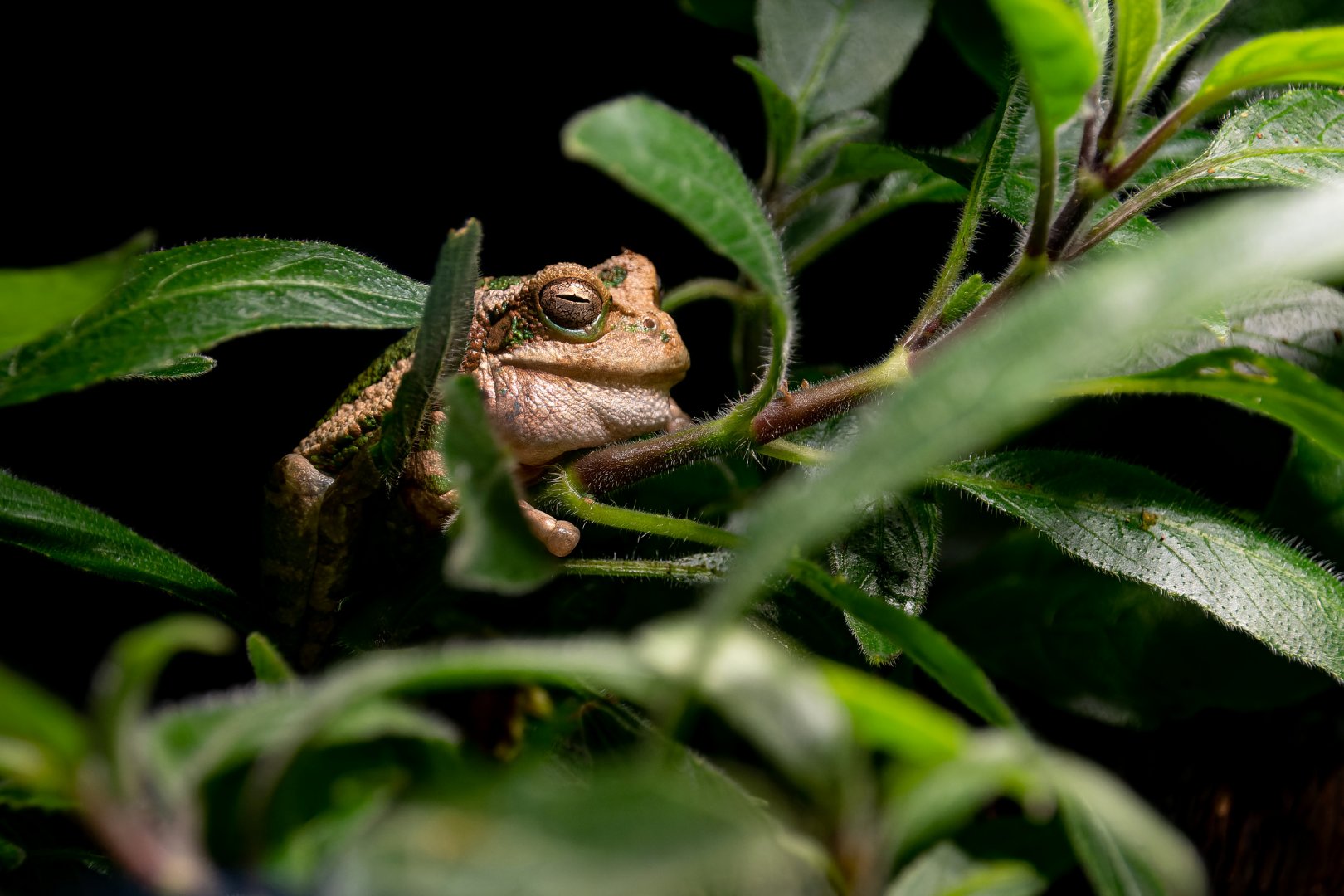 Loja marsupial frog (Gastrotheca lojana