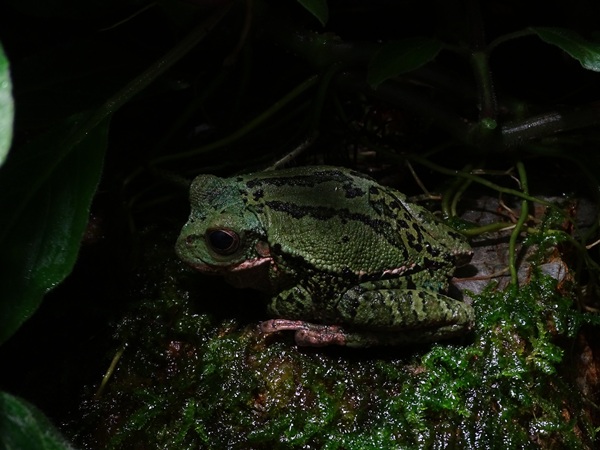 Loja marsupial frog (Gastrotheca lojana)