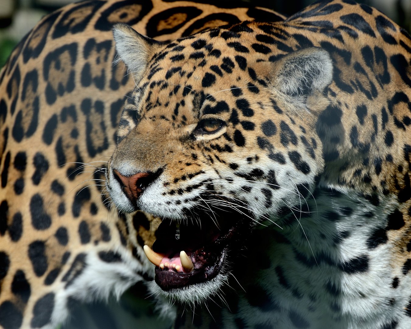 Loki - Jaguar - Wingham Wildlife 29/09/2018