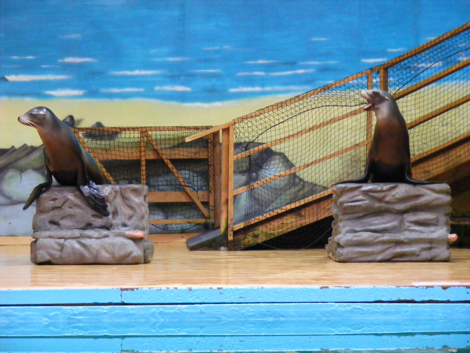 Lola and Bella the Californian sea lions at Blair Drummond Safari Park, 19
