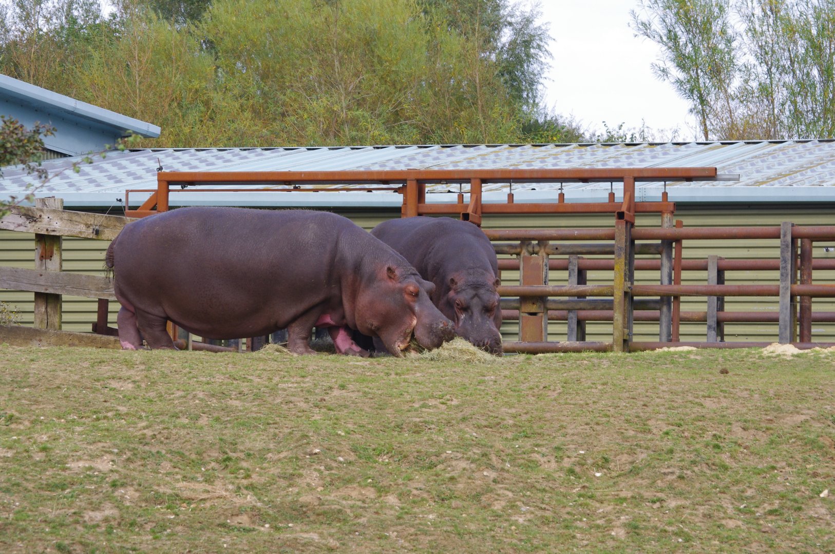 Lola and Hodor- Common hippos- 21/9/2024
