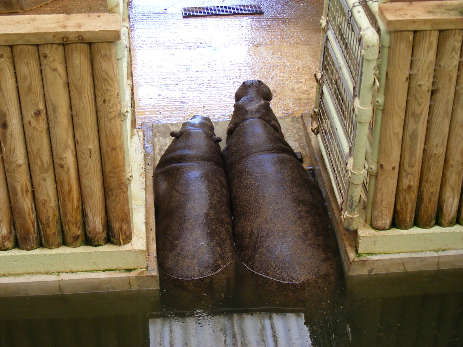 Lola and Wendy the pygmy hippos at Marwell Wildlife, 27 June 2010