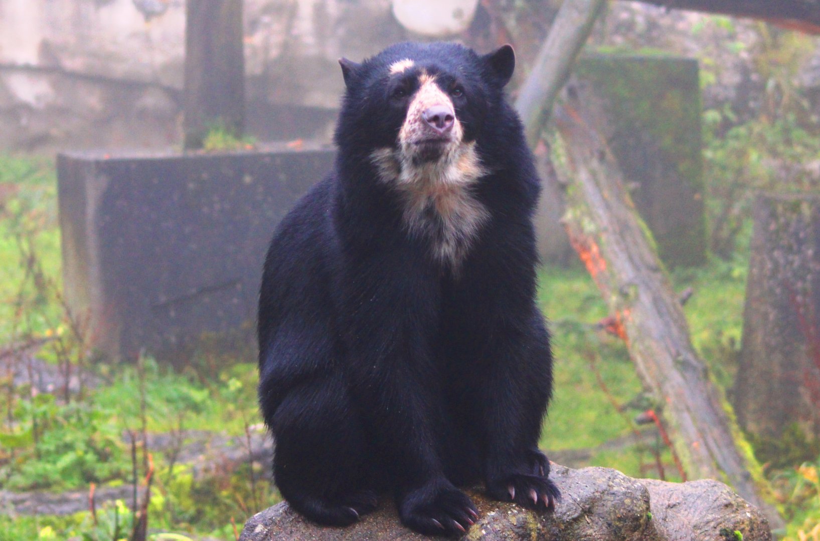 Lola, spectacled bear (Tremarctos ornatus) at Belfast Zoo (25/11/2019)