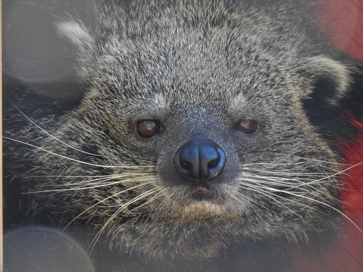 Lola the Binturong