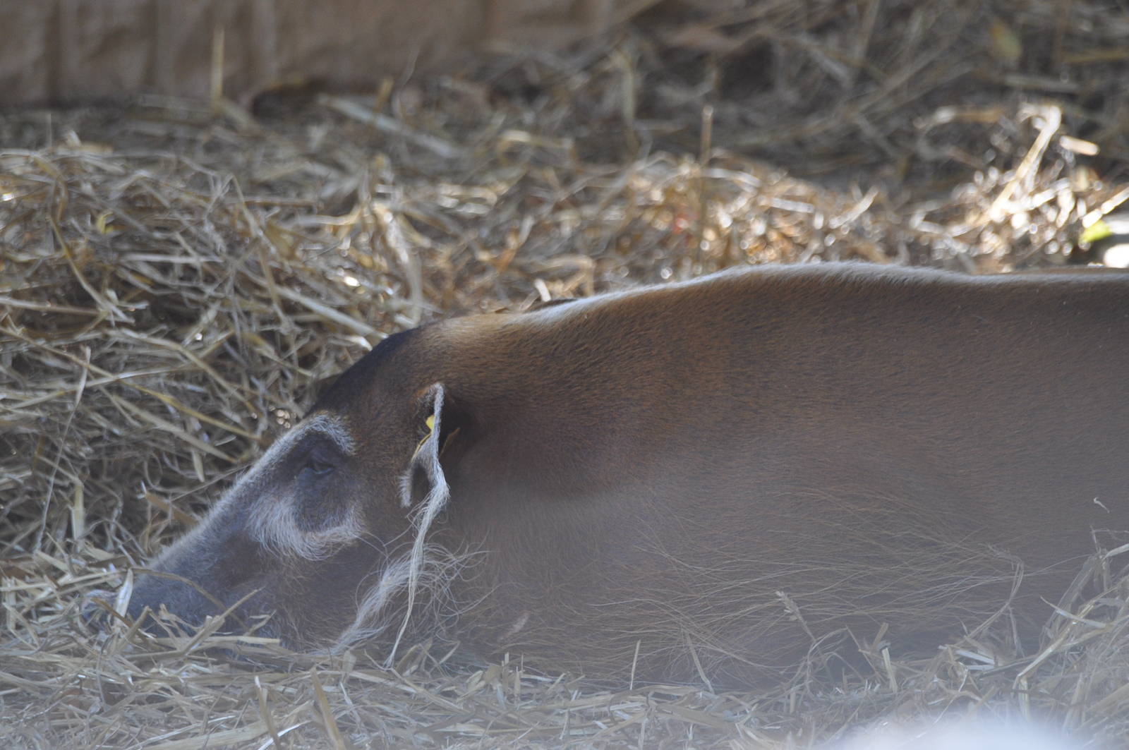 Lola the Red River Hog