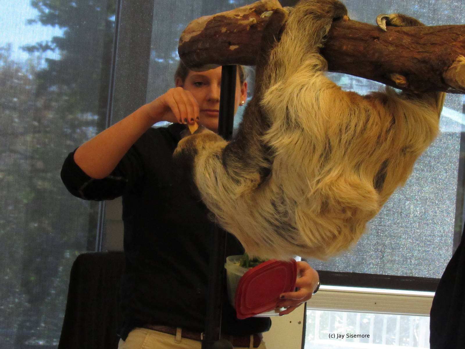 Lola the Sloth and Her Keeper