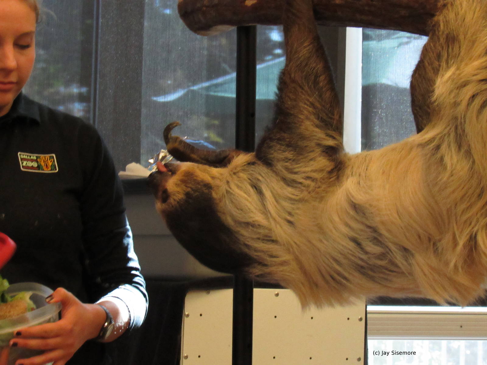 Lola the Sloth Grabs Some Food