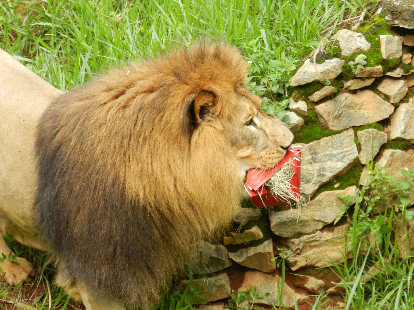 Lolek and enrichment - Belo Horizonte zoo
