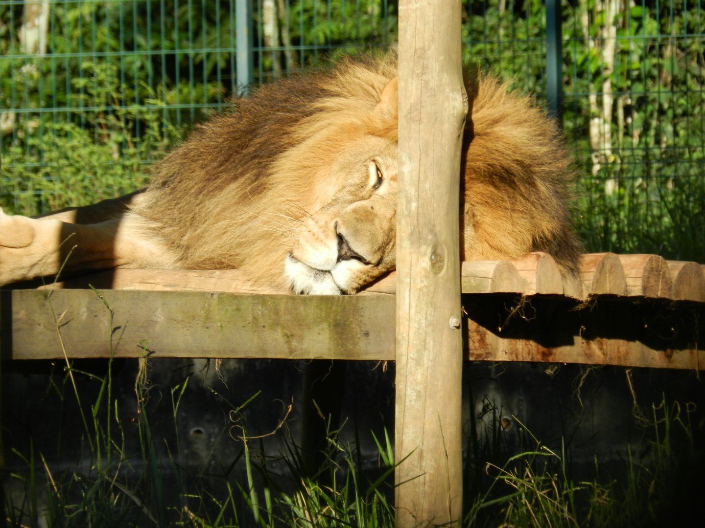 Lolek at rest - Belo Horizonte zoo