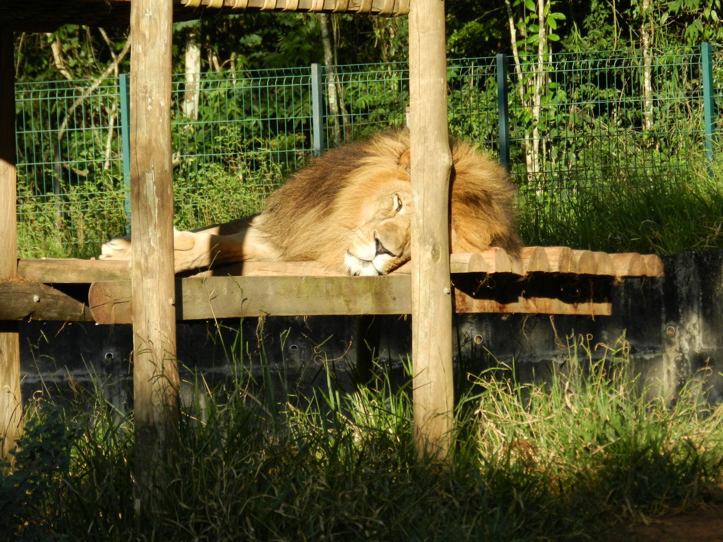 Lolek at rest - Belo Horizonte zoo
