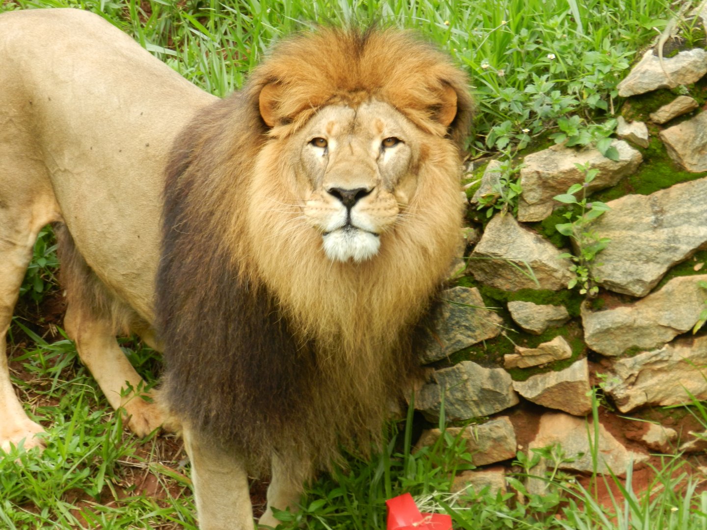 Lolek - Belo Horizonte zoo