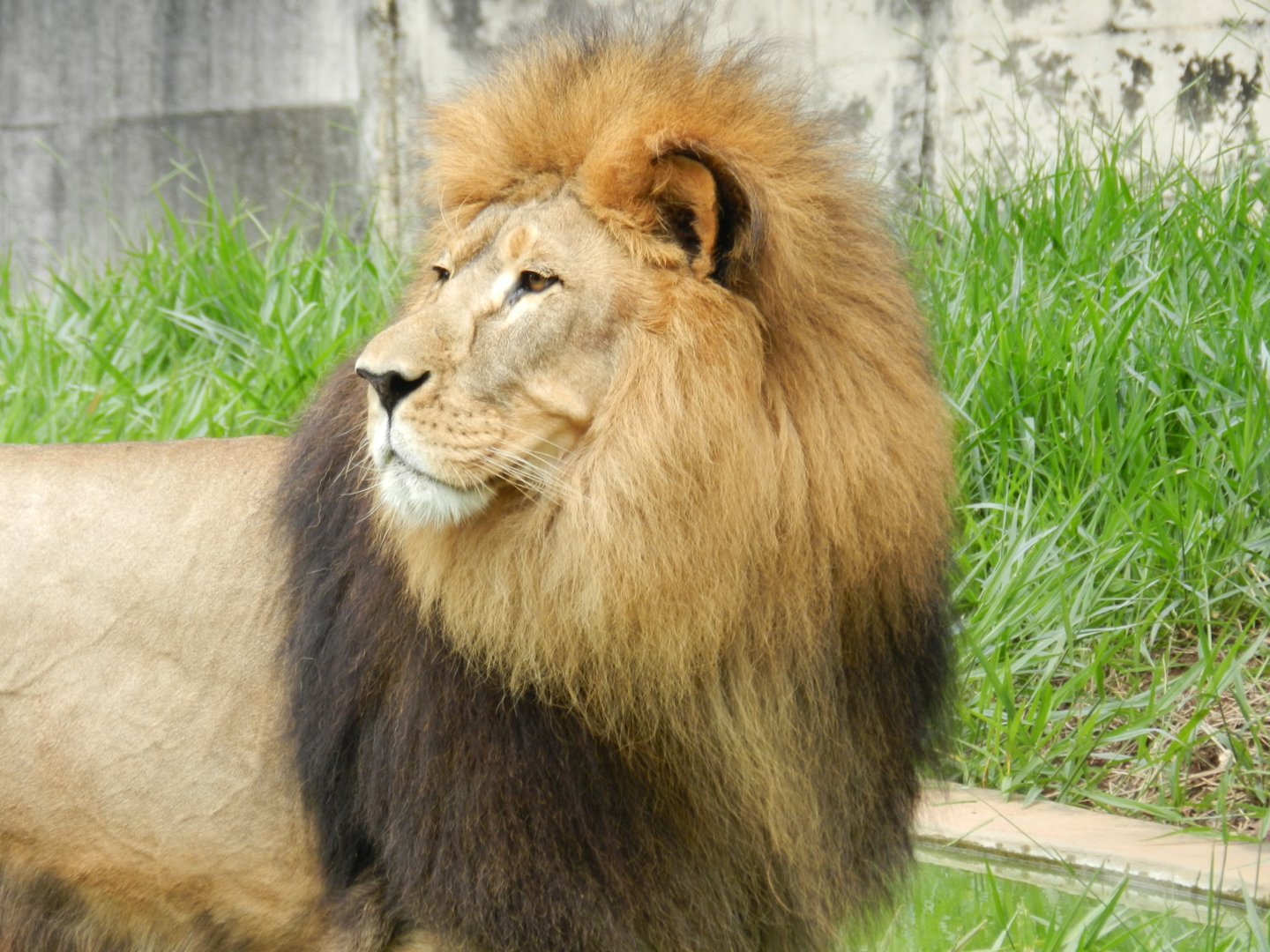 Lolek - Belo Horizonte zoo